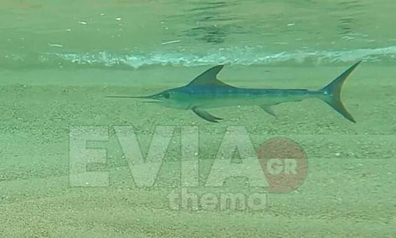 Eύβοια: Ξιφίας εμφανίστηκε στα ανοιχτά της Καρύστου (vid)