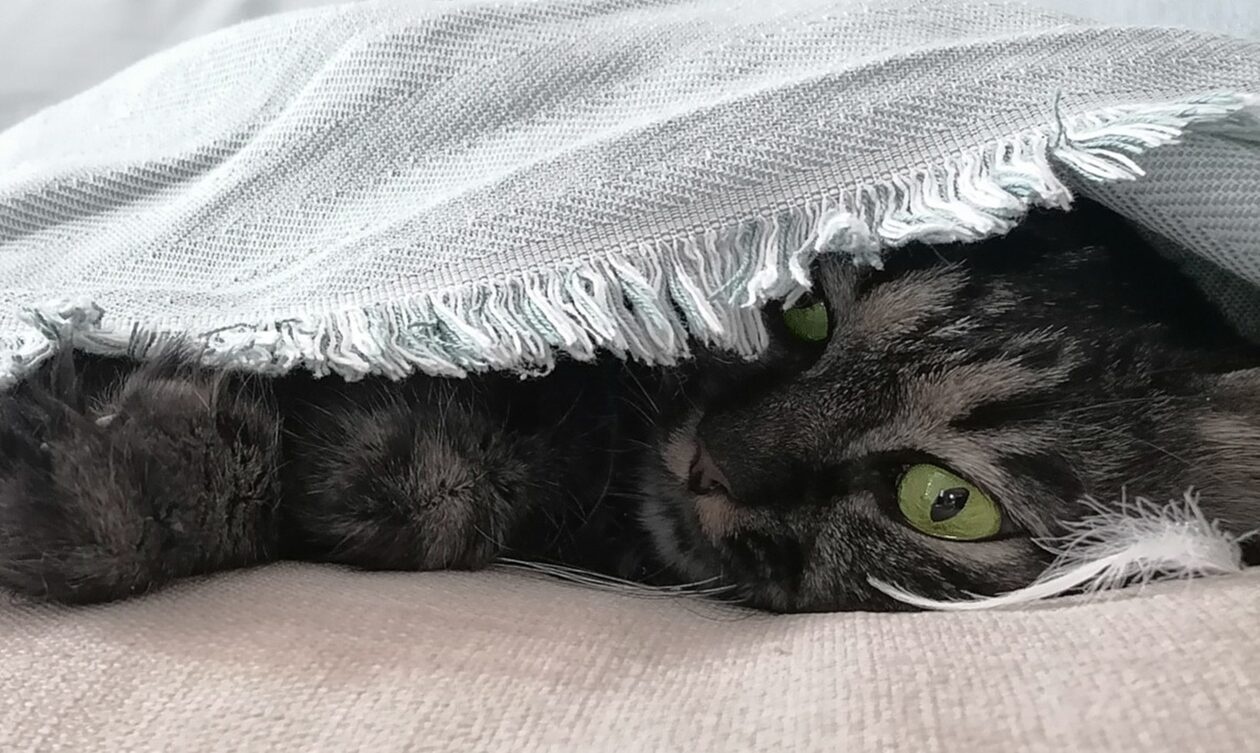 Ο Τσίτσος μας αποκαλύπτει τα μυστικά για τα αγαπημένα μας αιλουροειδή