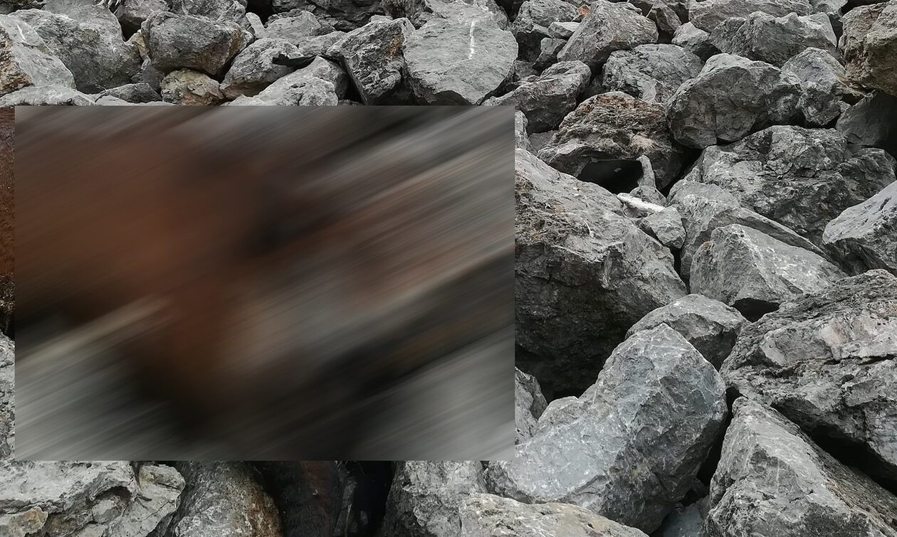 Φρίκη για τα νεκρά άλογα στην Πάρνηθα