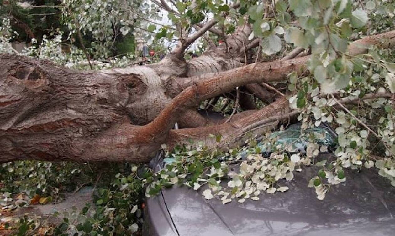 dendro