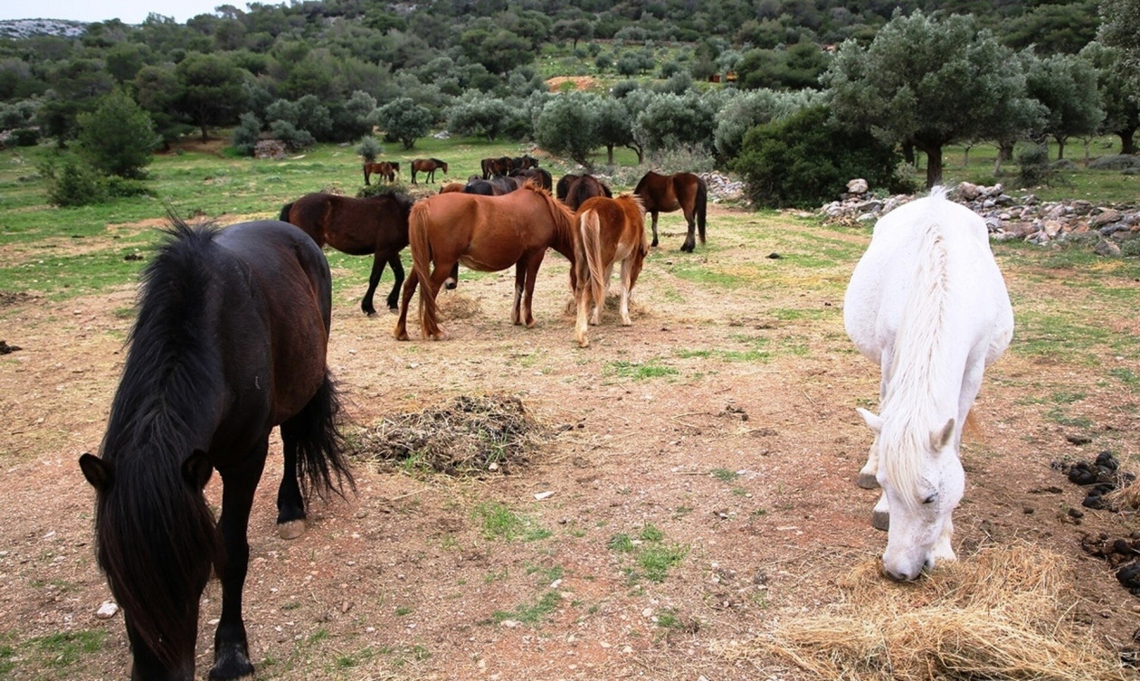 αλογα υμηττος