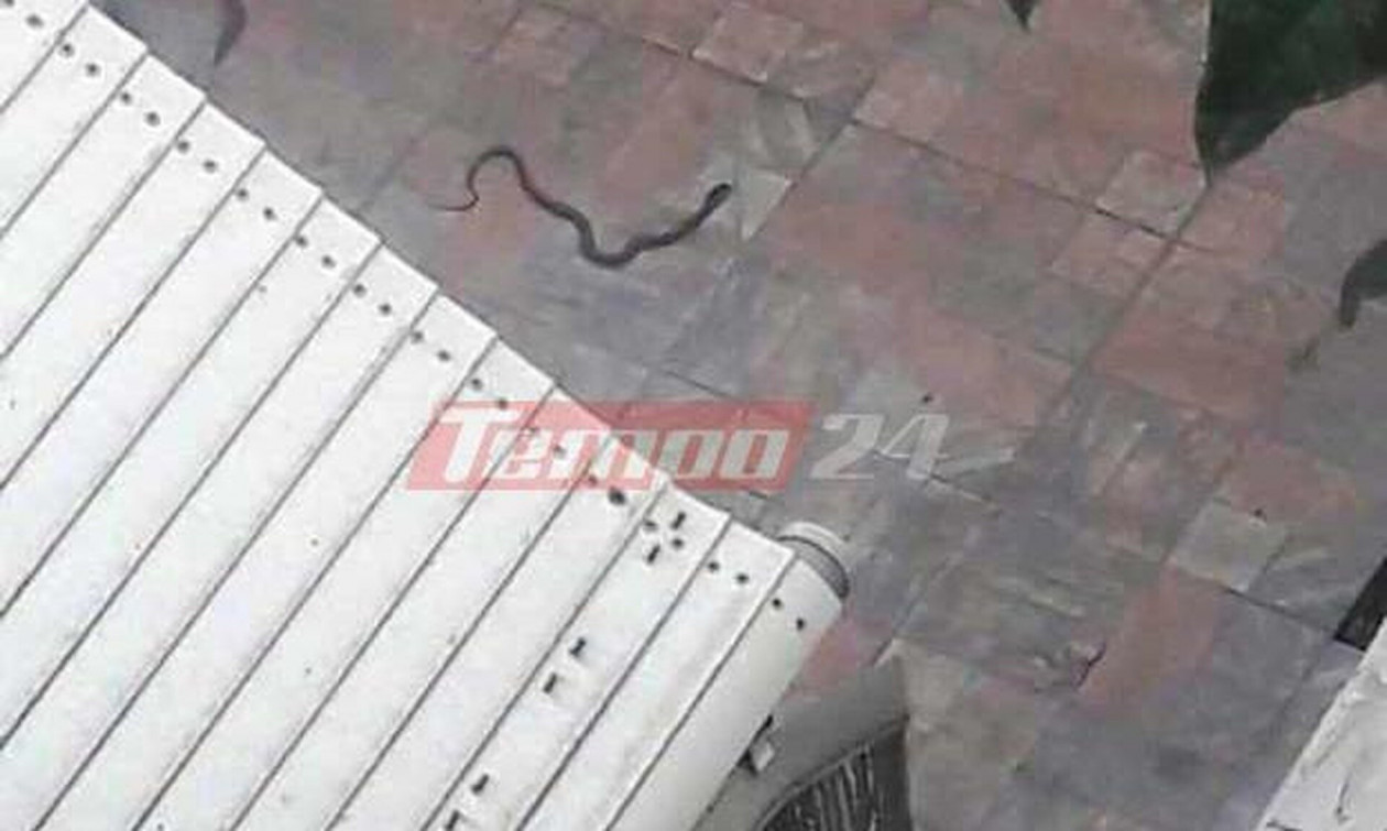 Πάτρα: Οχιά «έκοβε» βόλτες σε αυλή σπιτιού