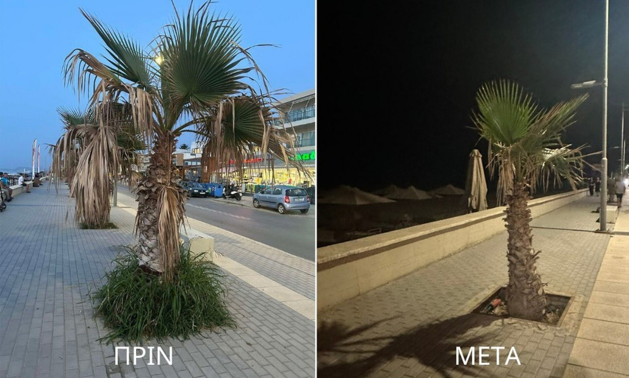Ρέθυμνο: Κλαδεύτηκαν οι φοίνικες
