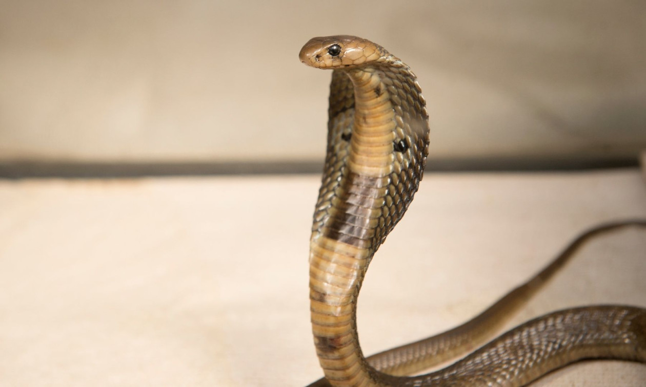 Αίγυπτος: Τουρίστας πέθανε από δάγκωμα φιδιού - Μπήκε μέσα στο παντελόνι του