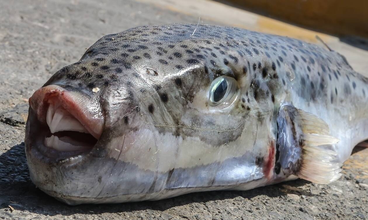 Σε απόγνωση οι ψαράδες με την ανεξέλεγκτη αύξηση των λαγοκέφαλων στις ελληνικές θάλασσες