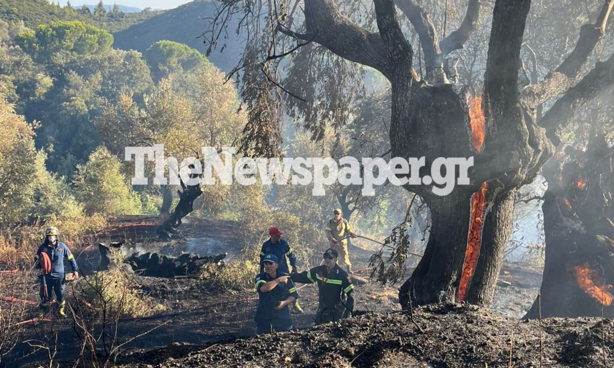 Πήλιο: Υπό μερικό έλεγχο η φωτιά που ξέσπασε το απόγευμα