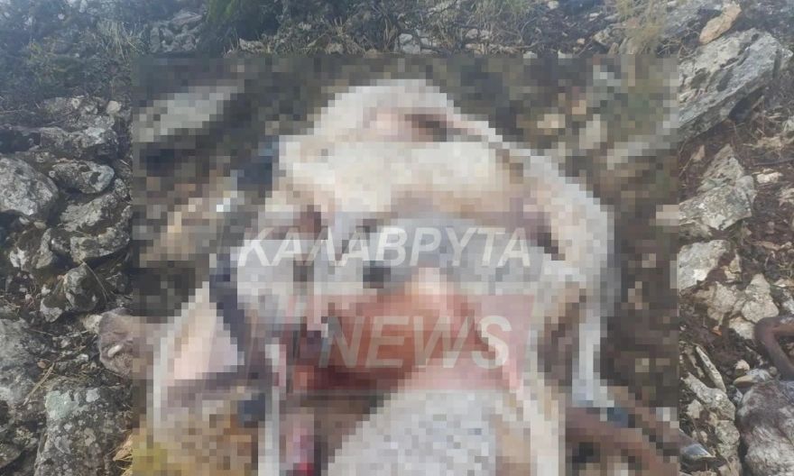 Καλάβρυτα: Δεκάδες πρόβατα σκοτώθηκαν από κεραυνό - Σκληρές εικόνες