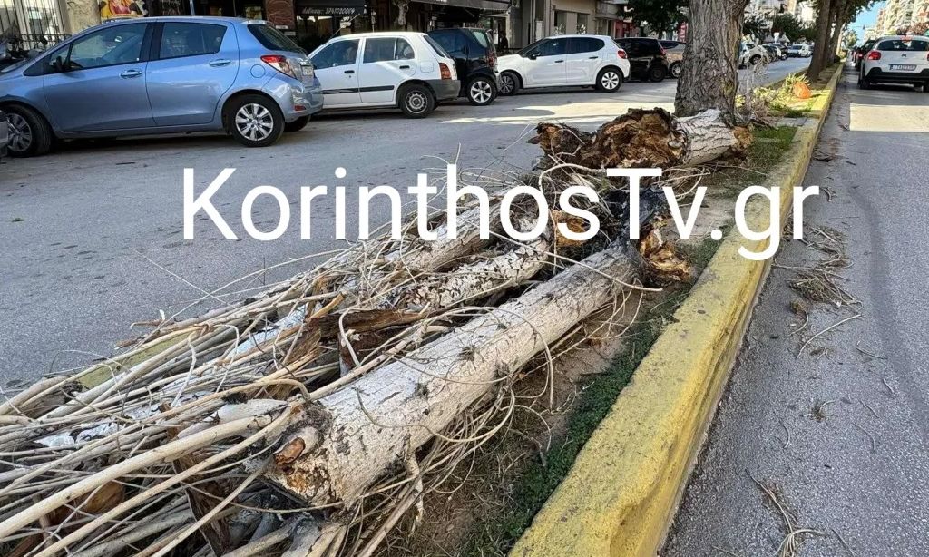 Κόρινθος: Έσπασε δέντρο από τον αέρα στην οδό Κολιάτσου