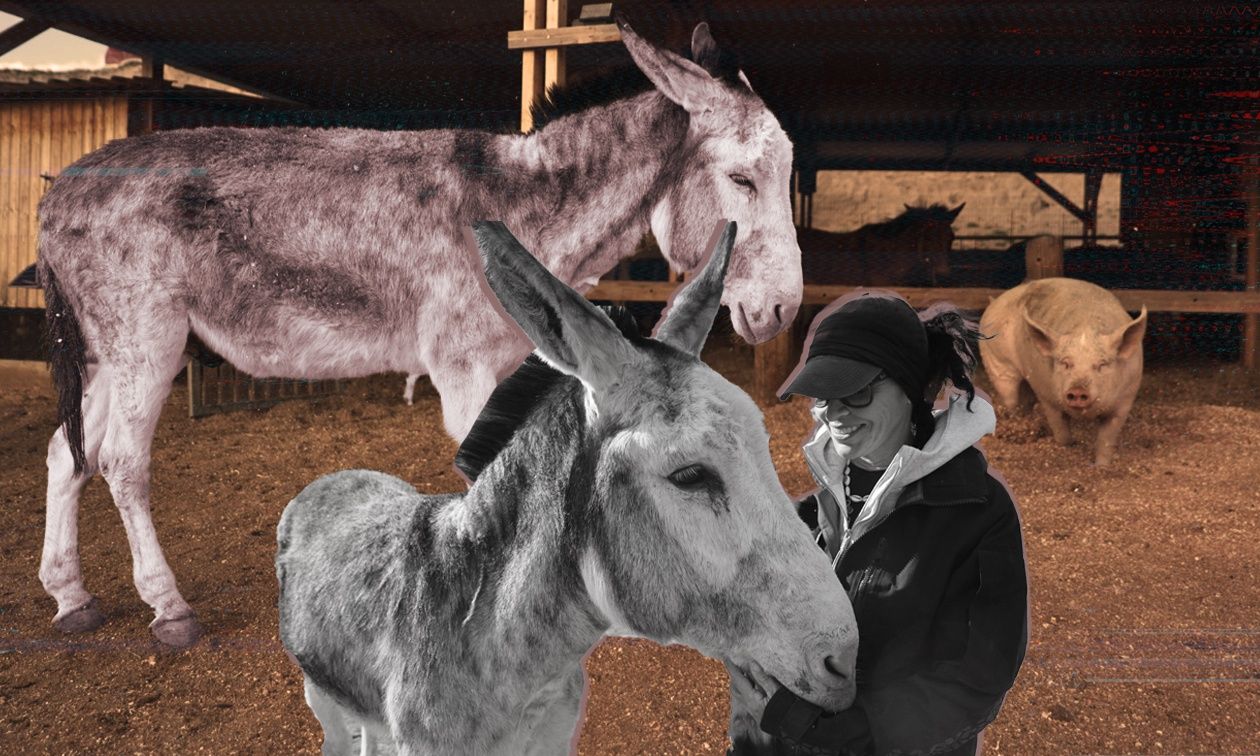 Αγωνία για τα γαϊδουράκια της Σαντορίνης - «Μην τα εγκαταλείπετε» - Το Newsbomb στο καταφύγιo SAWA