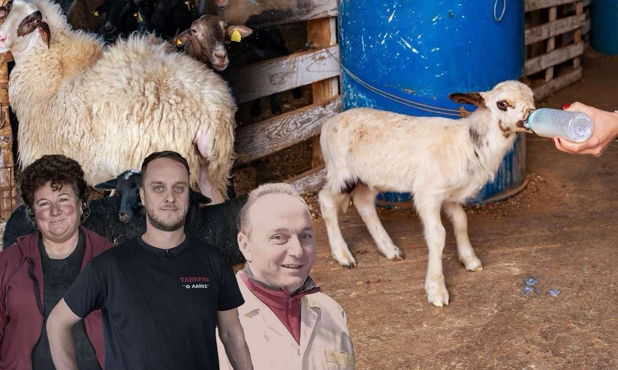 Από το βοσκοτόπι μέχρι τον οβελία: Πώς παράγεται το αρνάκι του Πάσχα και γιατί οι τιμές εκτοξεύονται