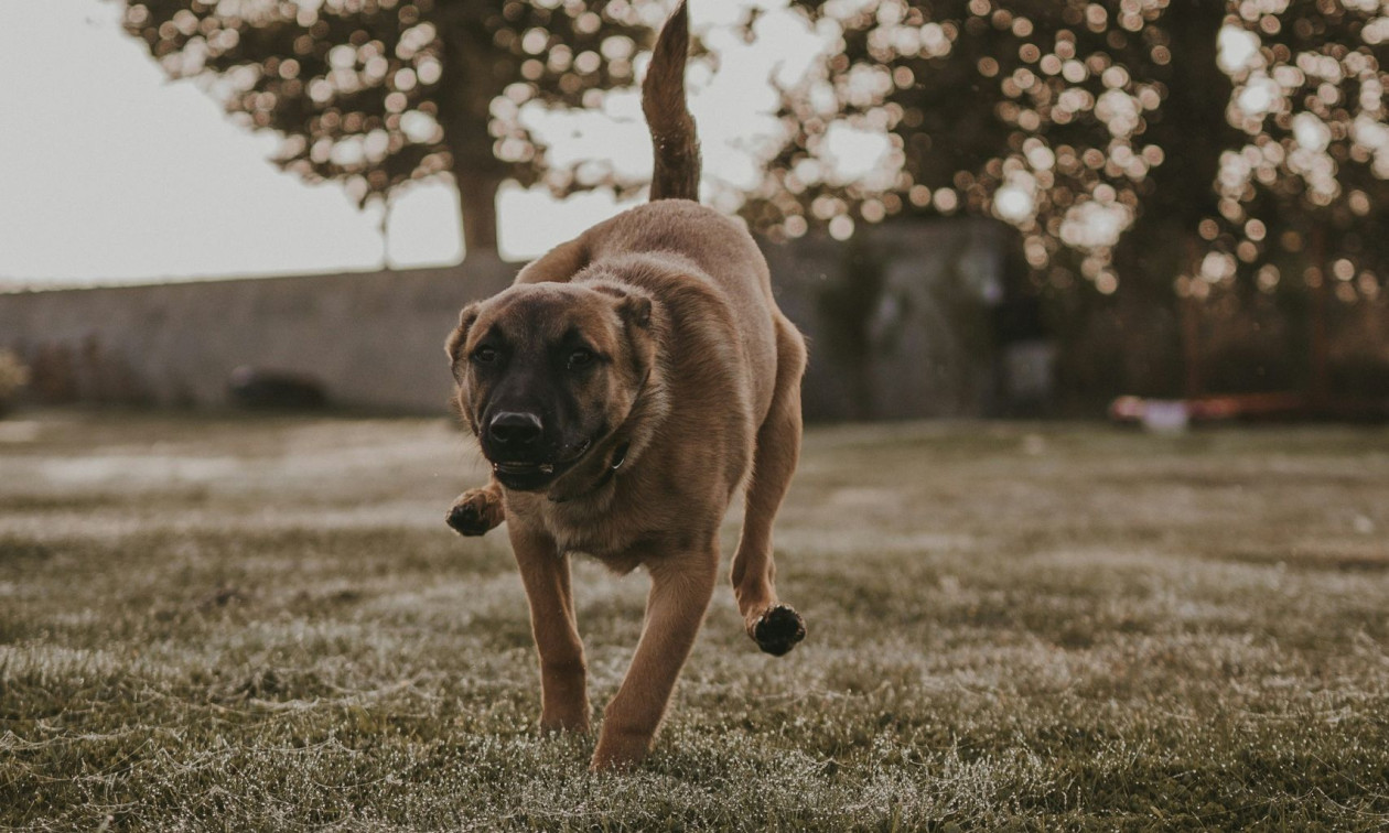 Κρήτη: Επίθεση σκυλιού σε παιδί κοντά σε σχολείο – Με πολλαπλά τραύματα στο νοσοκομείο ο 12χρονος