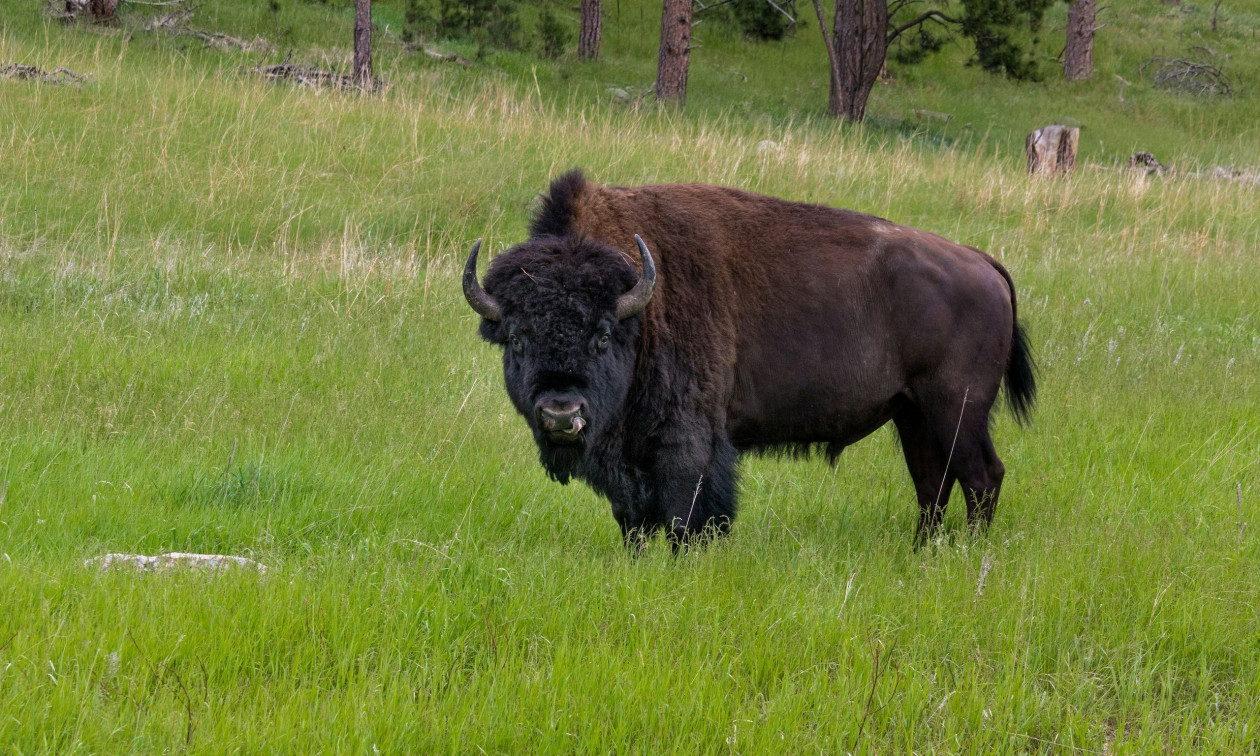 ΗΠΑ: Βίσωνας κάρφωσε άνδρα στο Εθνικό Πάρκο Yellowstone - Νοσηλεύτηκε με ελαφρά τραύματα