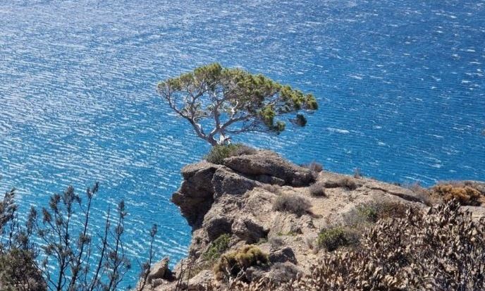 Το δέντρο της Κρήτης που έγινε σύμβολο επιμονής στις φωτιές