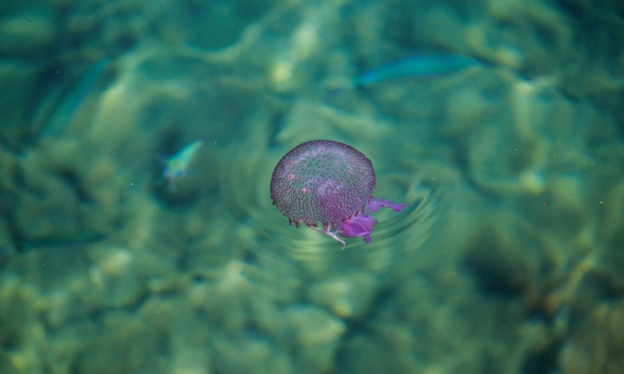 Μέδουσες: Ειδική πλατφόρμα καταγράφει την πυκνότητά τους στις ελληνικές θάλασσες