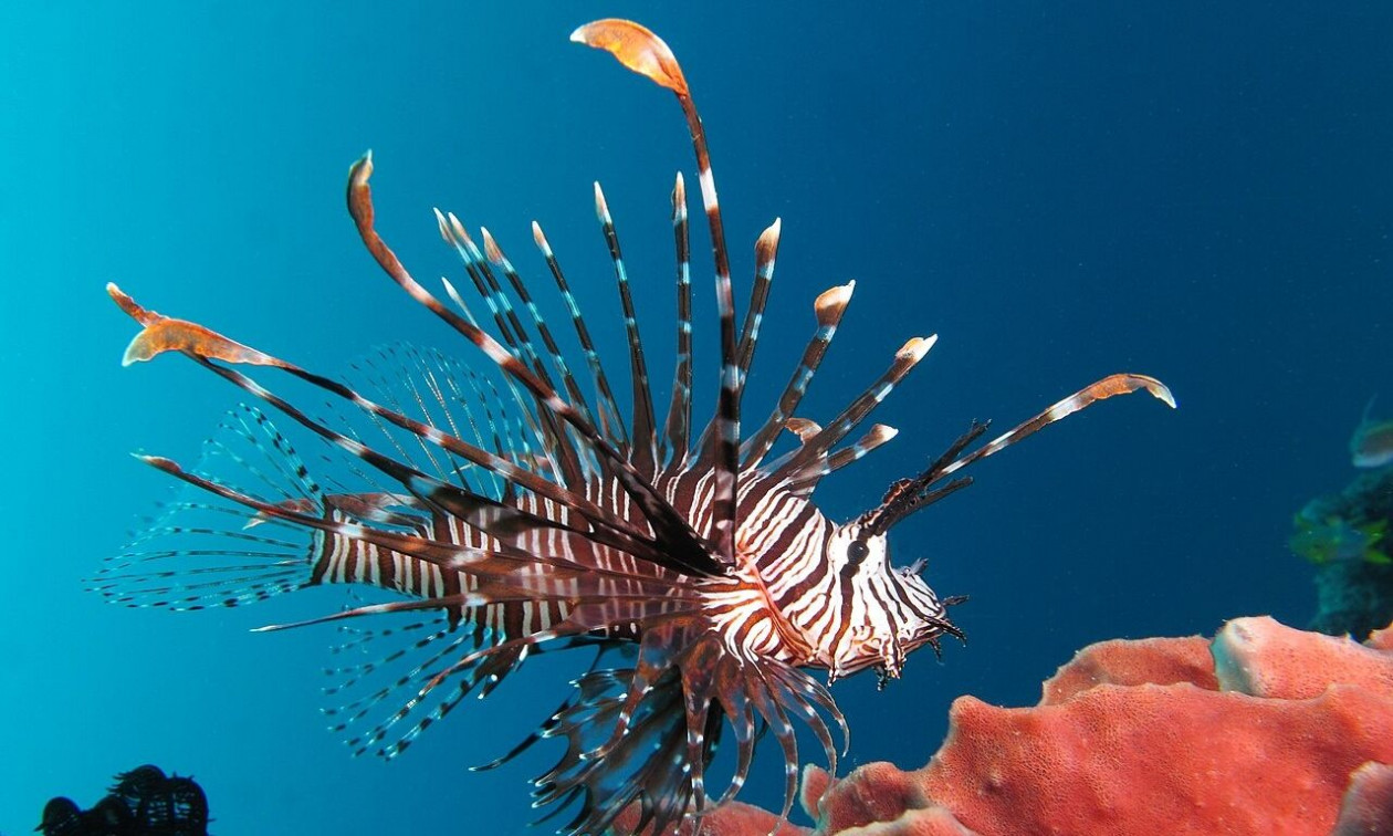 bab8fea9-redlionfishneargillibantaisland.jpg?t=BXmB7bo23i6dzgFXkrw7Kw