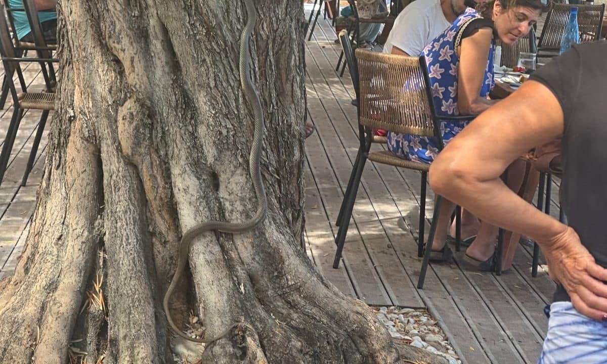 Alonissos Two Meter Snake Surprises Beach Bar Visitors