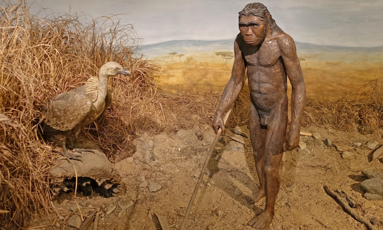 Homo habilis