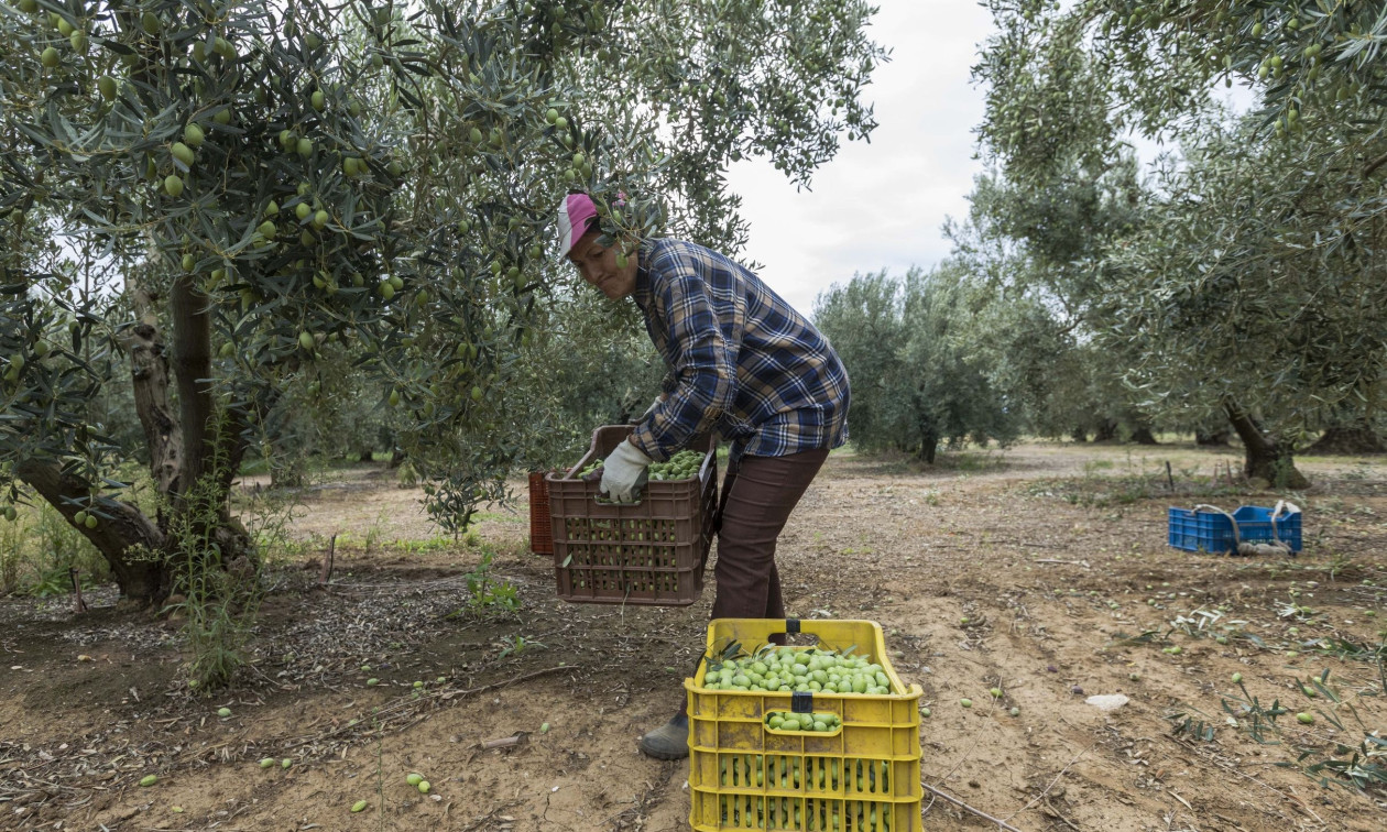 agrotes.jpg?t=hZyR187PWN74IGvSdRSBIw