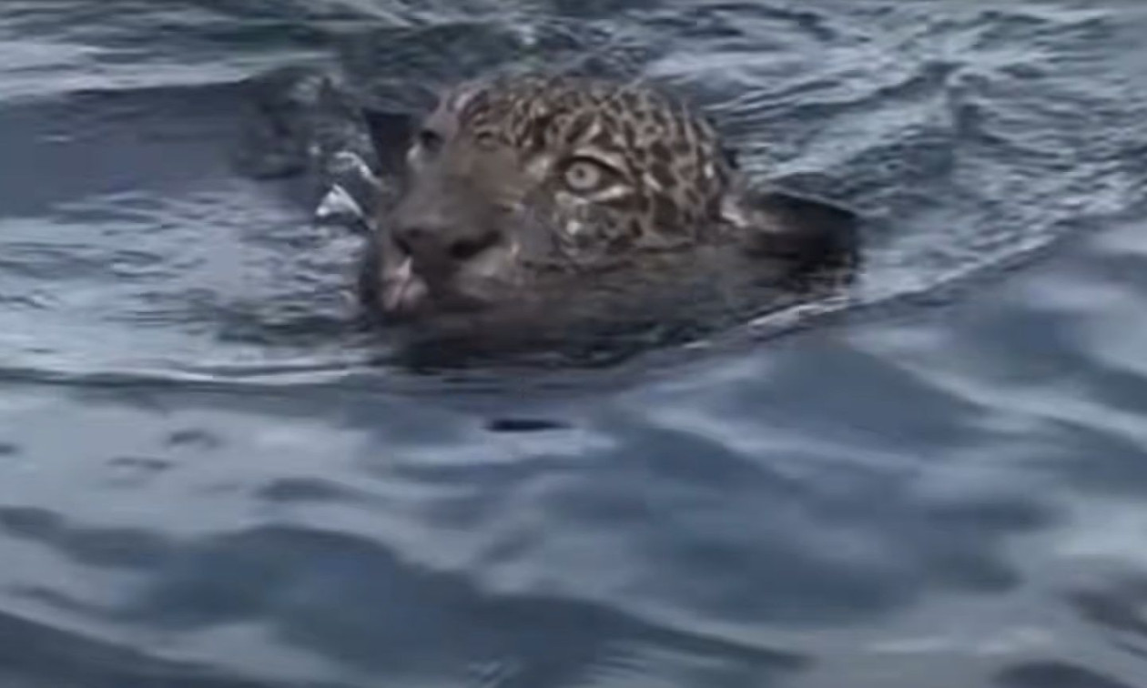 941e4411-screenshot-522.jpg?t=1MynPbVLNJUcG9GccLuFjg