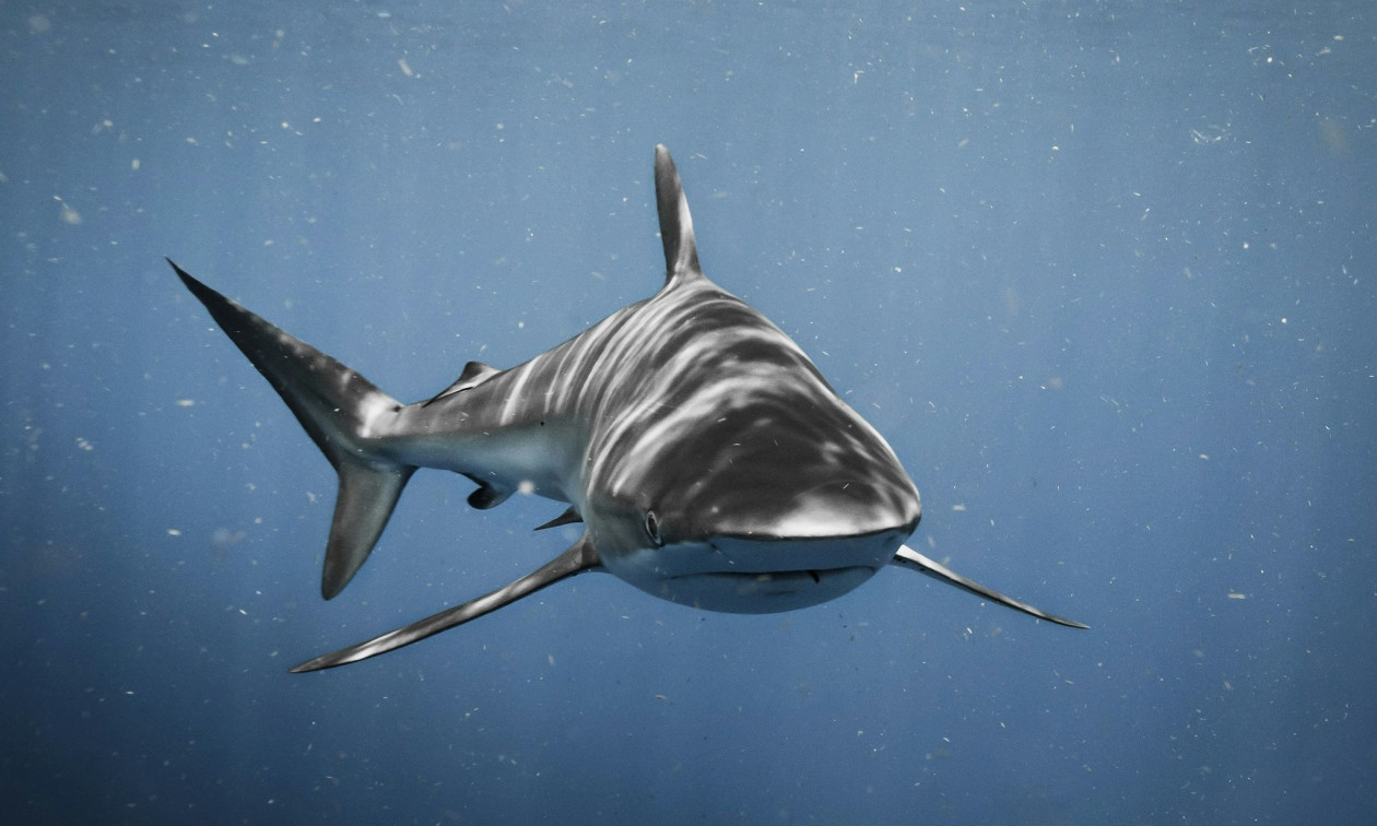 Γυναίκα έσωσε μικρό καρχαρία που ξεβράστηκε στο Όρεγκον