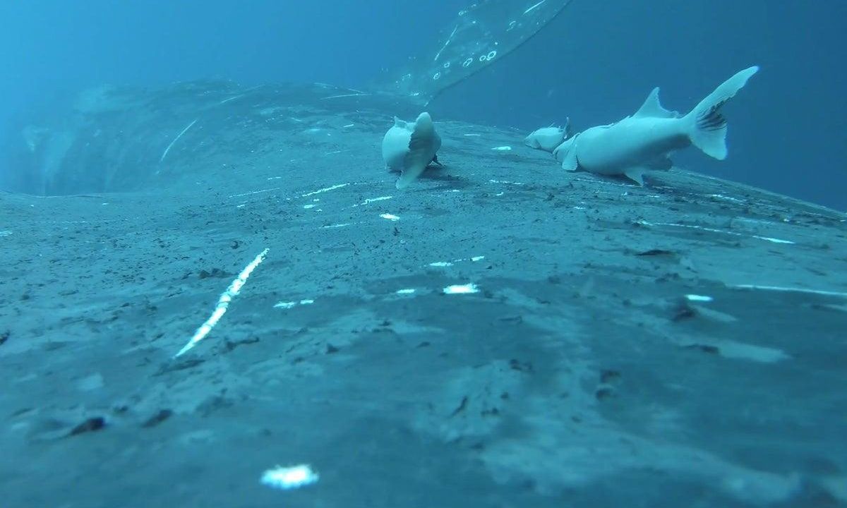 Η πιο τρελή βόλτα: Ψάρια - βεντούζες κάνουν «σερ» στην πλάτη φαλαινών - Σπάνιο βίντεο