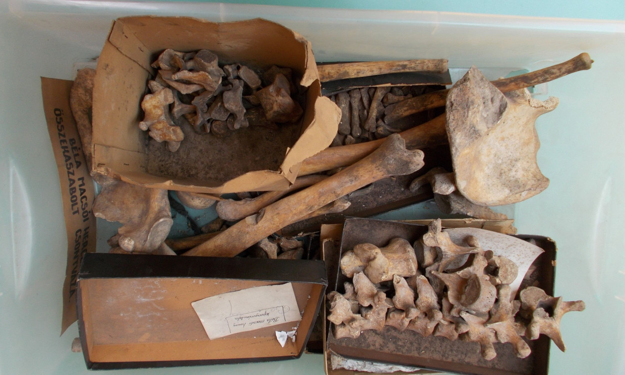 Αρχαιολόγοι λύνουν το μυστήριο 700 ετών του δολοφονημένου Ούγγρου δούκα