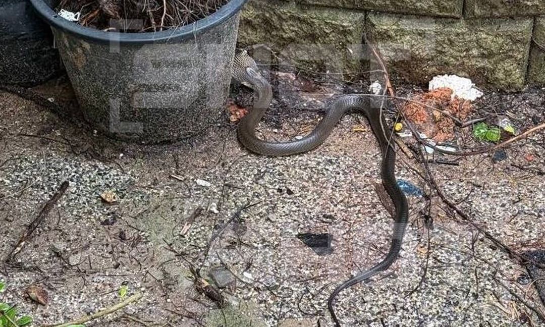 Ταϊλάνδη: Βασιλική κόμπρα τρομοκρατεί τουρίστες ξενοδοχείου στο Πουκέτ