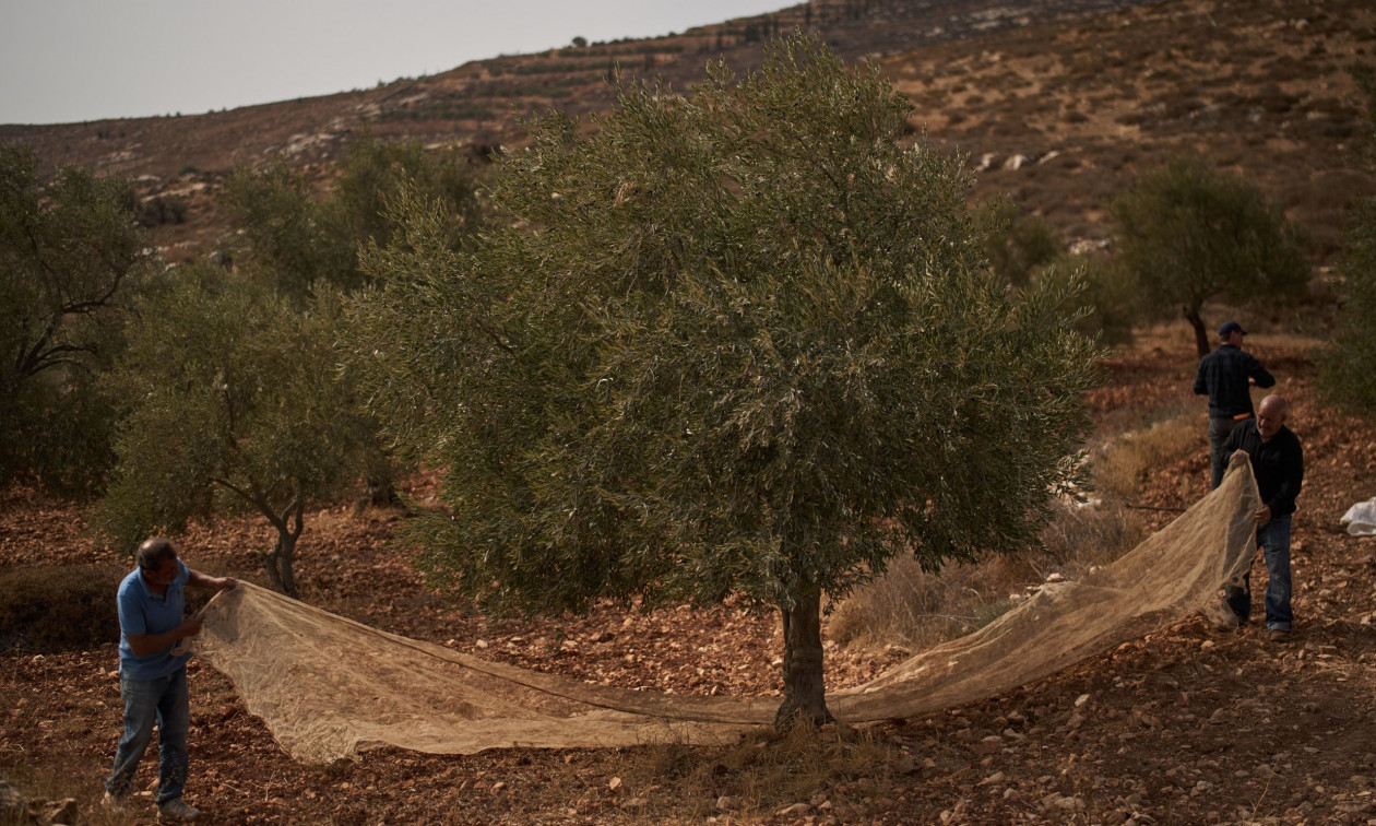 Δυτική Όχθη: Ισραηλινοί έποικοι επιτέθηκαν σε Παλαιστίνιους και δημοσιογράφους που μάζευαν ελιές