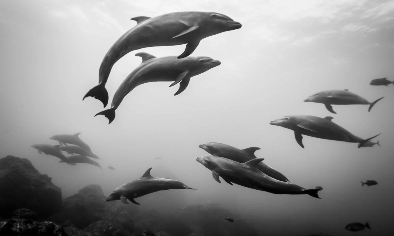 Νεκρά 150 δελφίνια σε λίμνη της Βραζιλίας - Η θερμοκρασία νερού ξεπέρασε τους 40 βαθμούς