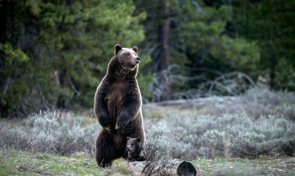 Πώς ξέφυγα από τη μανία αρκούδας γκρίζλι - Νόμιζε ότι ήμουν νεκρός και με φύλαγε για «σνακ»