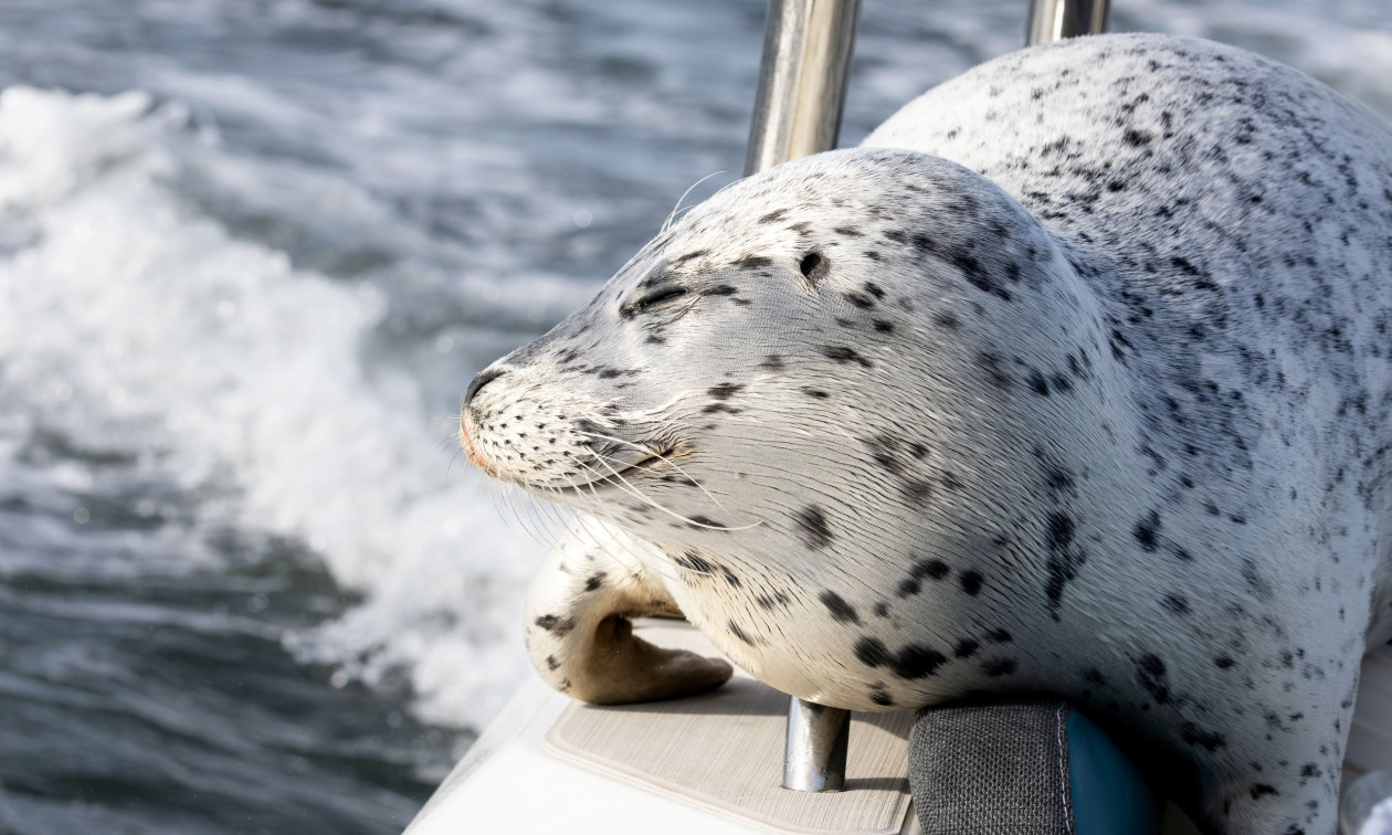Η στιγμή που φώκια σκαρφαλώνει σε σκάφος για να σωθεί από όρκες - Δείτε βίντεο