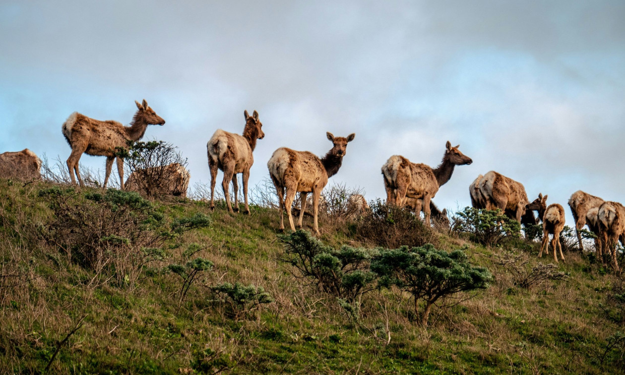 1aef739a-elafia-u.jpg?t=UPYtJW1y1D2vHuqc0pvwbA