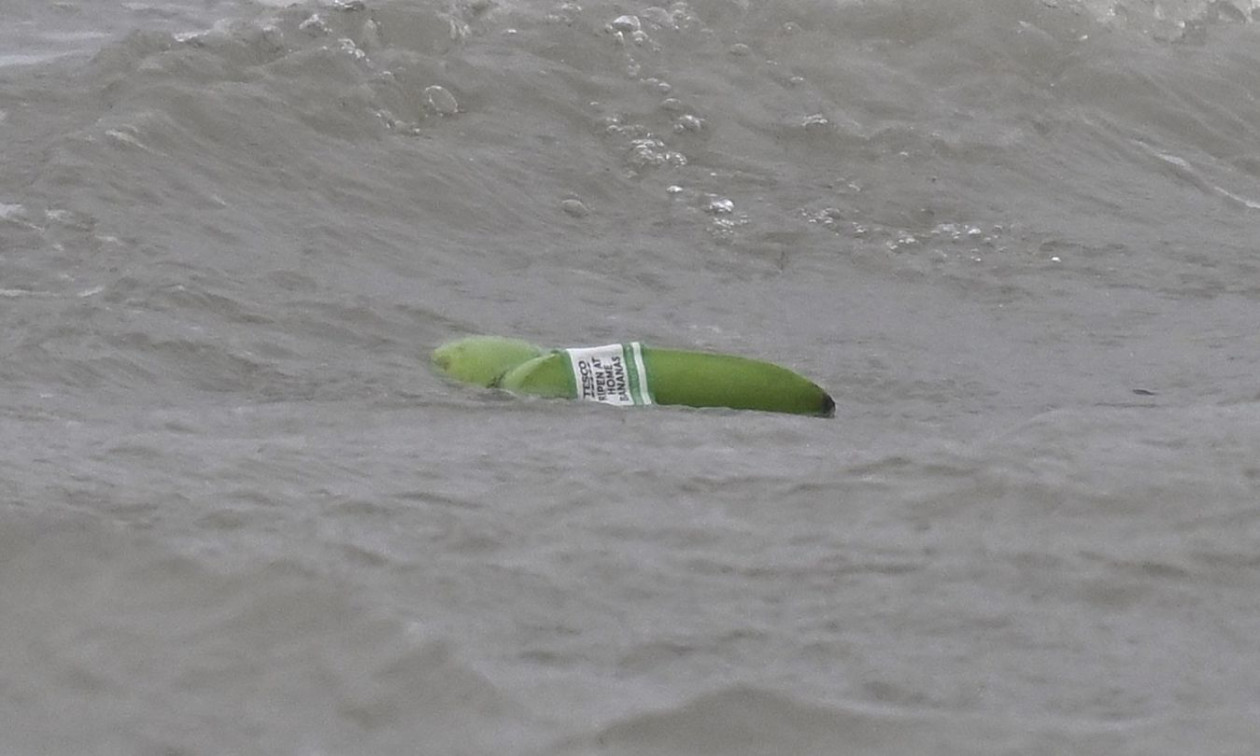 Αγγλία: Χιλιάδες μπανάνες ξεβράστηκαν στις ακτές αφού ανετράπη φορτηγό πλοίο - Δείτε βίντεο