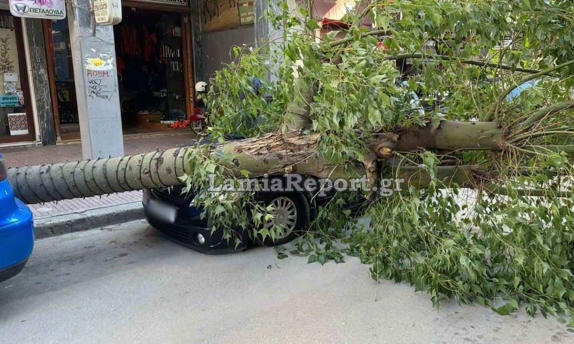 Λαμία: Δέντρο έπεσε πάνω σε σταθμευμένα αυτοκίνητα στο κέντρο της πόλης