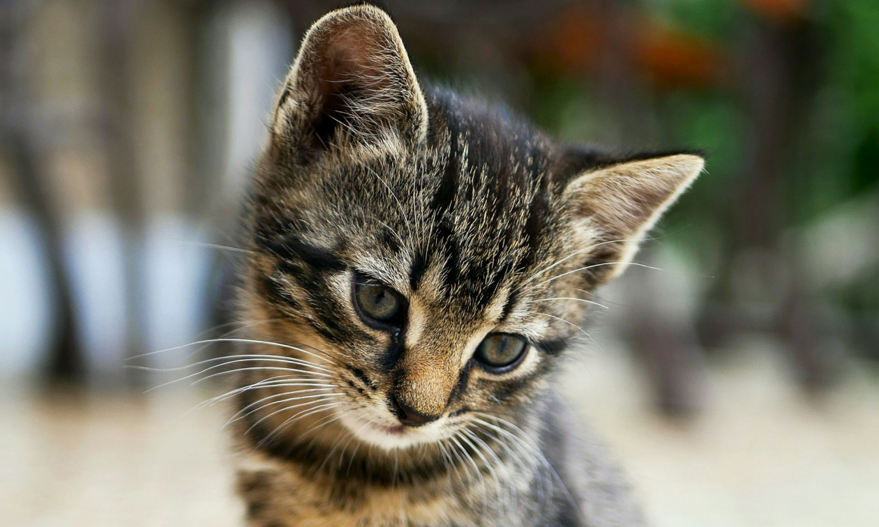 Βόλος: Πέταξε γλάστρα και σκότωσε αδέσποτο γατάκι - Στο εδώλιο μετά την καταγγελία