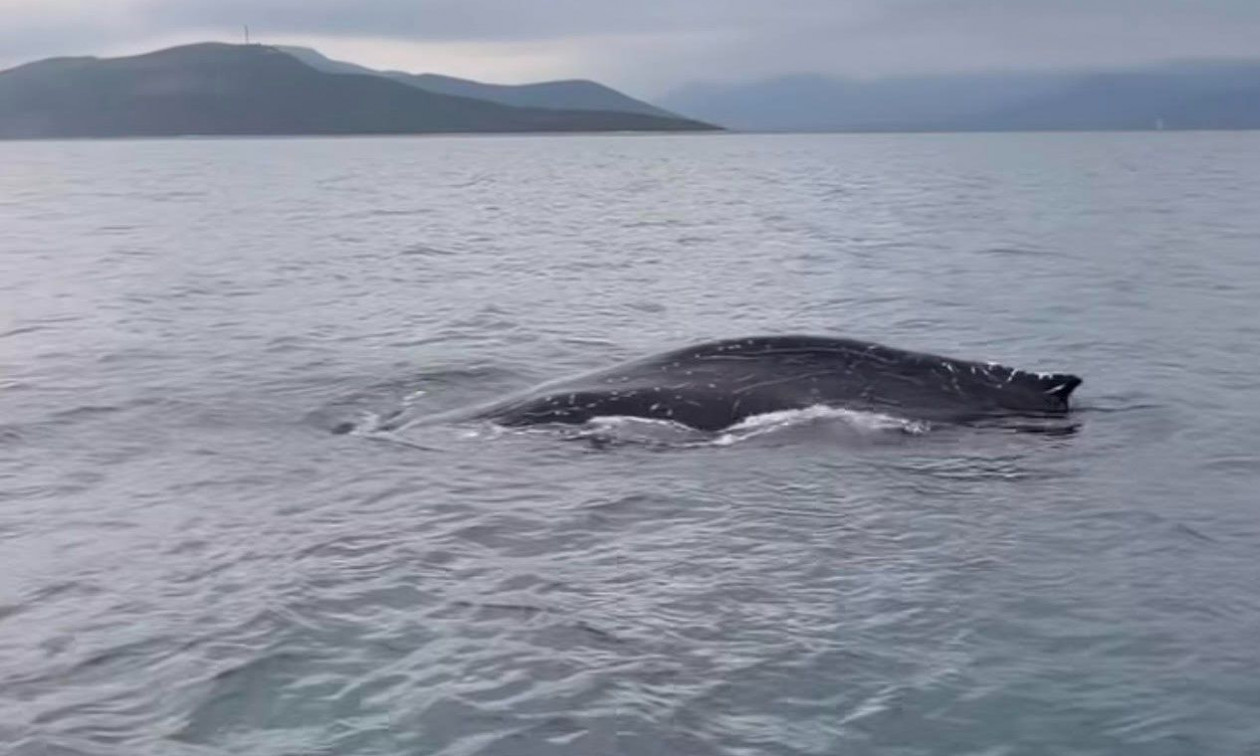 2be17f8c-falaina-pagasitikos.jpg?t=C0ZiG9w1fo6RNQdoO4fvVQ