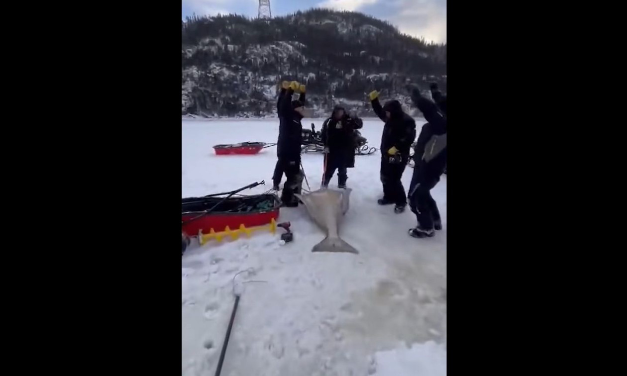 Καναδάς: Ανδρες έπιασαν τεράστιο ψάρι βάρους 110 κιλών, καταρρίπτοντας τοπικό ρεκόρ