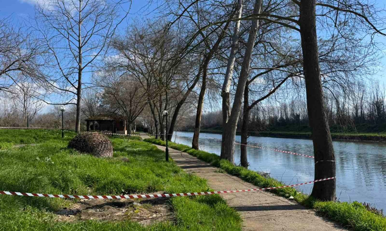 Κρούσματα έλκους πλατάνου εντοπίστηκαν στην Πέλλα - Μέτρα προστασίας από τον δήμο και το δασαρχείο