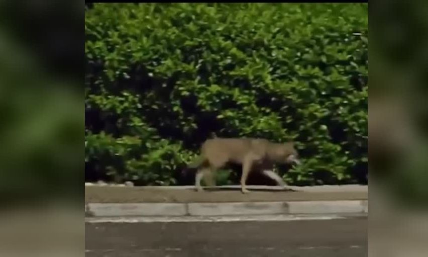 Θρακομακεδόνες: Λύκος κυκλοφορεί ανενόχλητος πολύ κοντά σε σπίτια - Δείτε βίντεο