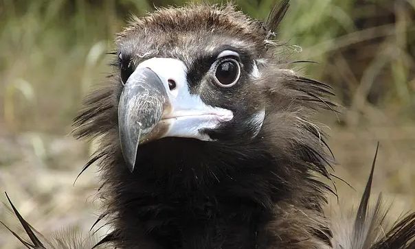 Ποιοι δηλητηρίασαν 12 μαυρόγυπες στη Δαδιά: «Βρήκαμε κομμάτια ζαρκαδιού εμποτισμένα με φαρμάκι»