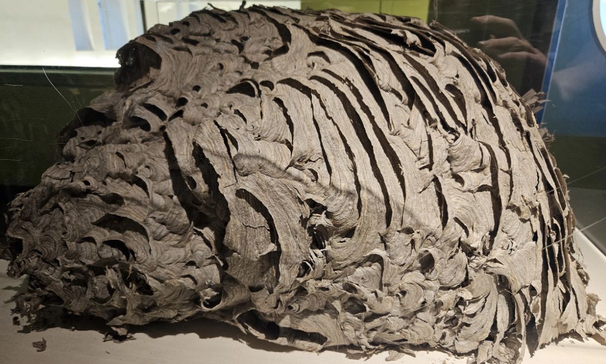 Αυτή η τεράστια σφηκοφωλιά στη Δυτική Νέα Υόρκη, σπάει κάθε ρεκόρ μεγέθους