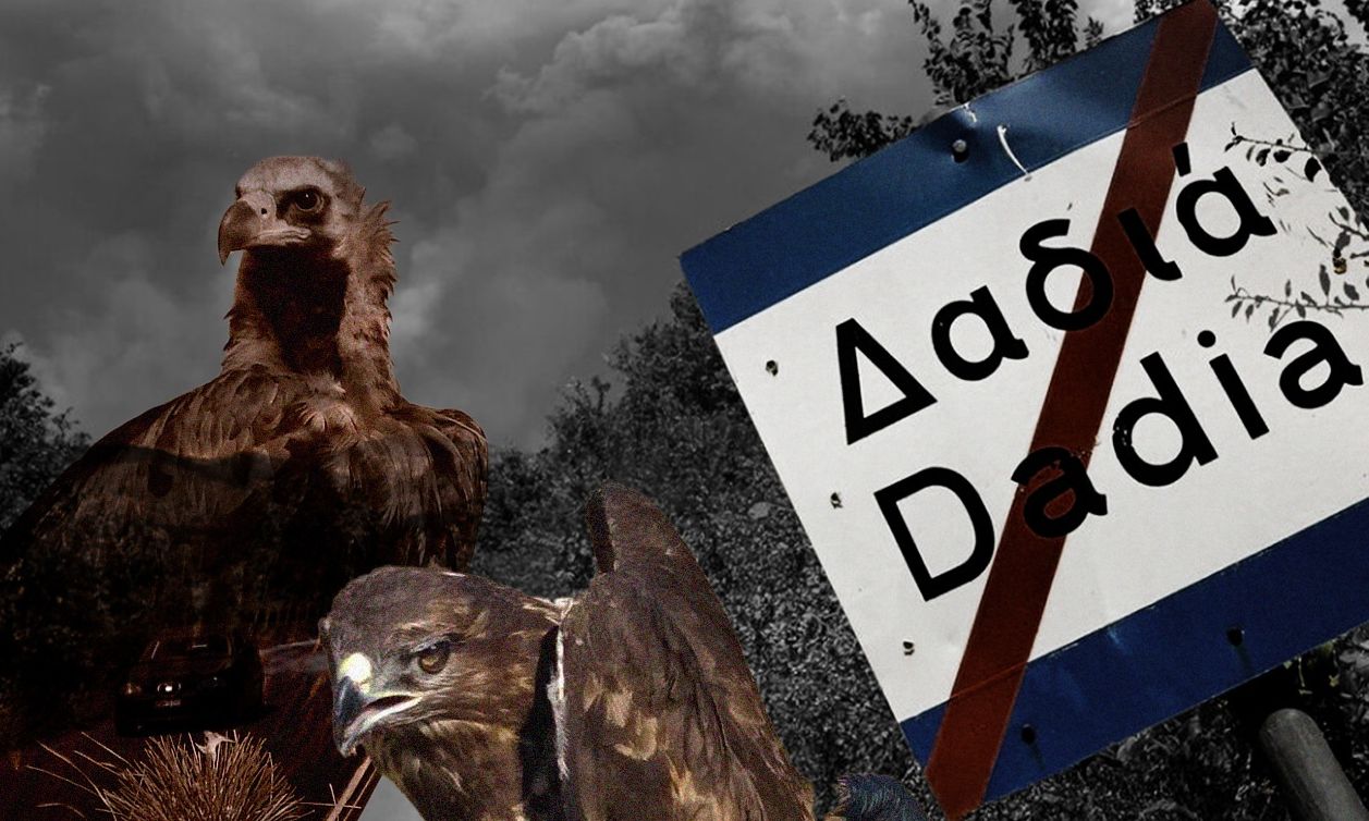 Δάσος της Δαδιάς: Από την οικολογική καταστροφή του 2023 στη δηλητηρίαση του μαυρόγυπα