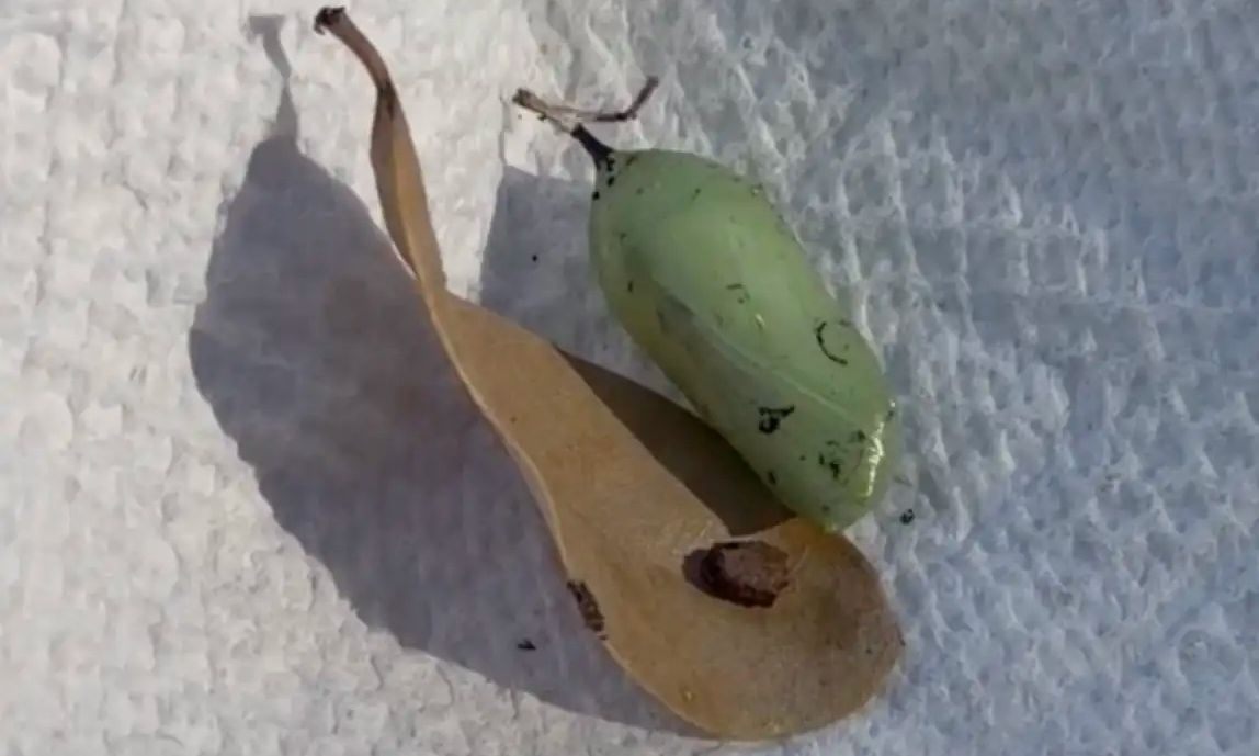 Μια γυναίκα βρίσκει ένα πράσινο εξόγκωμα στον κήπο της - Αυτό που έκρυβε ήταν όμορφο