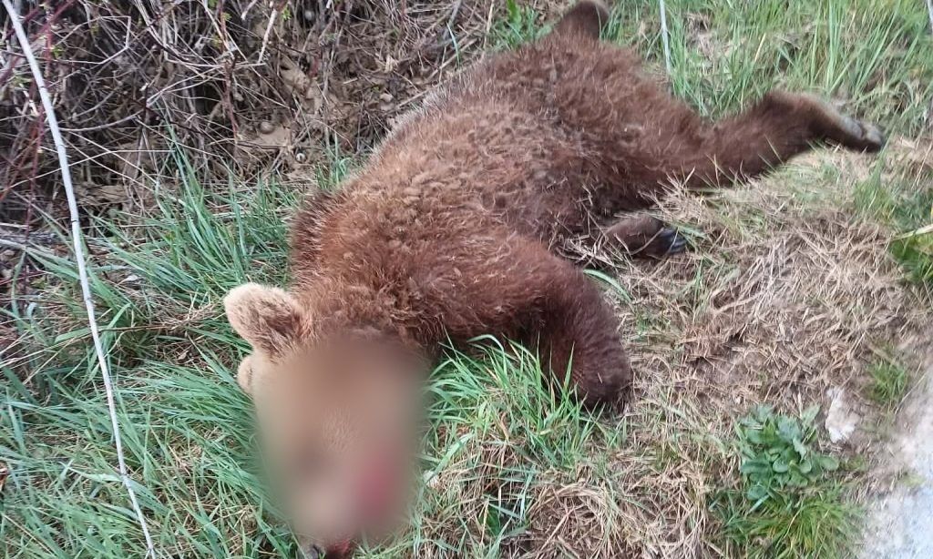 Κοζάνη: Αρκουδάκι παρασύρθηκε από διερχόμενο όχημα - Εντοπίστηκε νεκρό στο Δροσερό