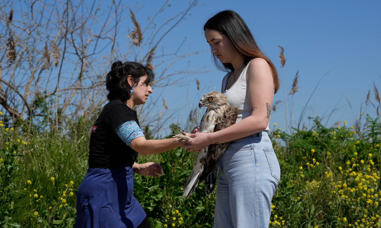 Άγρια πουλιά επανεντάχθηκαν σε Καλοχώρι και Κορώνεια