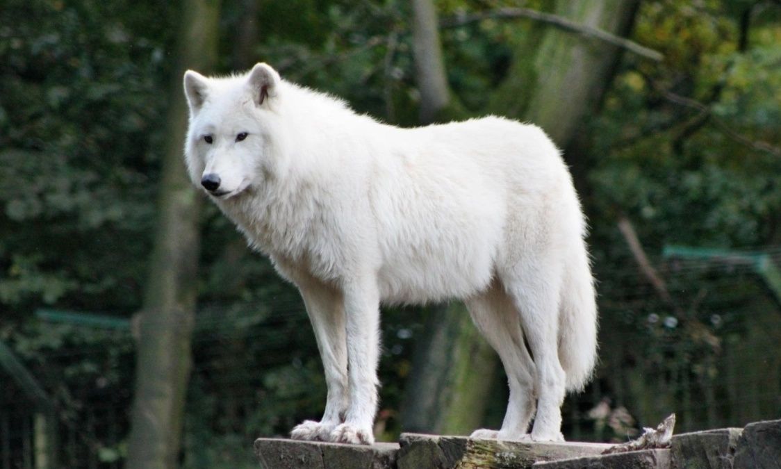 Σοκ σε ζωολογικό κήπο: Νήπιο τραυματίστηκε από λύκο ενώ οι γονείς κοιτούσαν τα κινητά