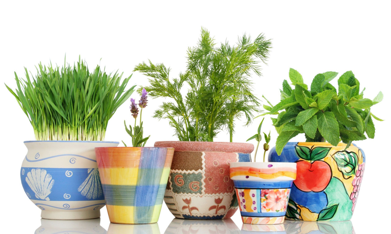 Τα 5 κλασικά βότανα που κάνουν πολλά περισσότερα για την υγεία σας απ’ όσα νομίζετε