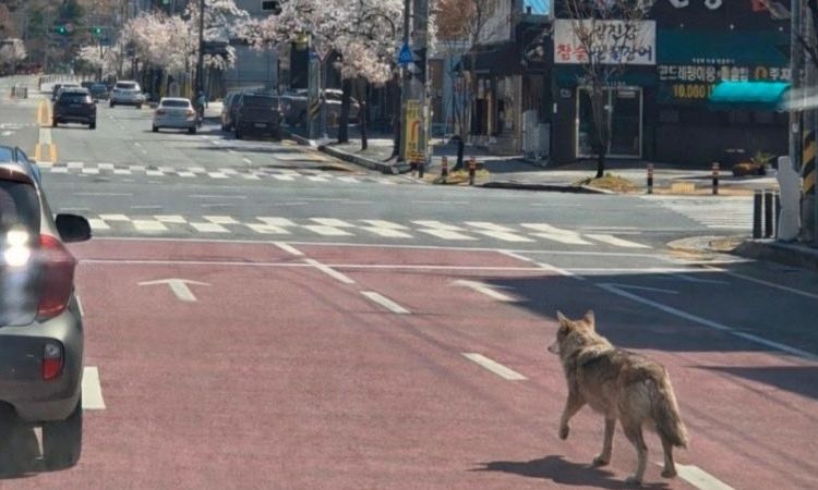 Άνω κάτω πόλη 1,5 εκατ. κατοίκων για τον «δραπέτη» λύκο - Έκλεισε σχολείο για ασφάλεια