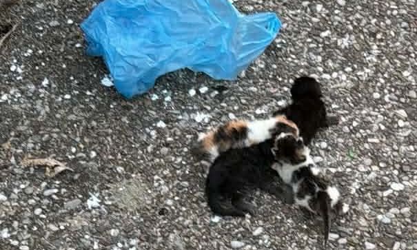 Αγρίνιο: Άνδρας φέρεται να έβαλε γατάκια σε σακούλα