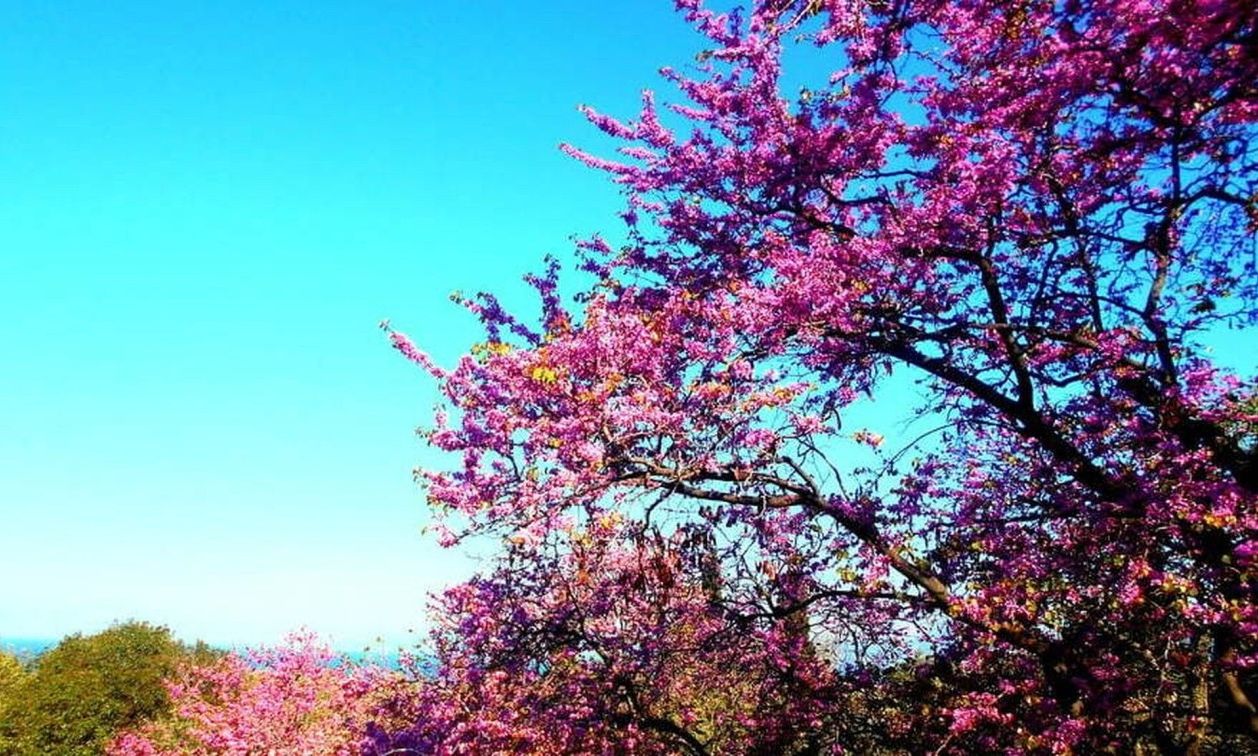 Μεγάλη Πέμπτη: Αυτό είναι το δέντρο του Ιούδα - Εντυπωσιάζει με το ρόδινο χρώμα του